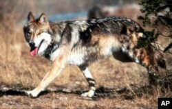 FILE - In this undated file photo provided by the U.S. Fish and Wildlife Service, a Mexican gray wolf leaves cover at the Sevilleta National Wildlife Refuge, Socorro County, N.M.