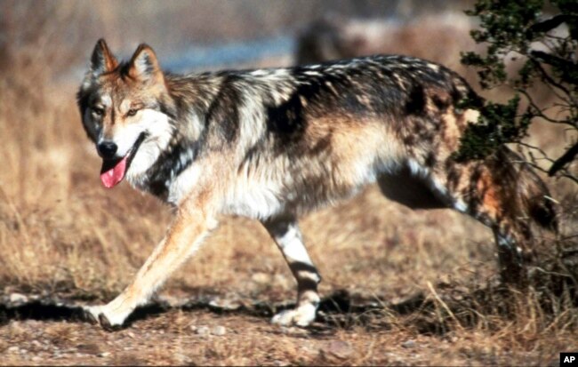 FILE - In this undated file photo provided by the U.S. Fish and Wildlife Service, a Mexican gray wolf leaves cover at the Sevilleta National Wildlife Refuge, Socorro County, N.M.