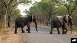 FILE - Elephants cross the road in Hwange National Park, about 700 kilometers south west of Harare, Zimbabwe, Oct. 1, 2015. An anti-poaching unit operating on the west of Zimbabwe’s Matusadona National Park reported no elephants poached for nearly two years.