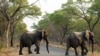 Slonovi u nacionalnom parku Hvange u Zimbabveu. 