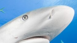 Scientists have found that differences between the time when a shark’s nostrils receive smells is more important than the strength of the odors