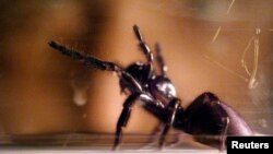 A worker at the Australian Museum tries to make the world's deadliest spider, a Sydney funnel-web, produce venom for research work in Sydney. 