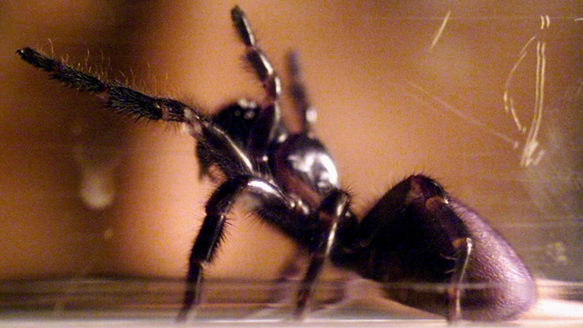 Funnel-web Spiders - The Australian Museum
