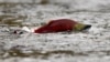 A sockeye salmon scurries through shallow water in the Adams River in British Columbia, Canada, Oct. 11, 2006.