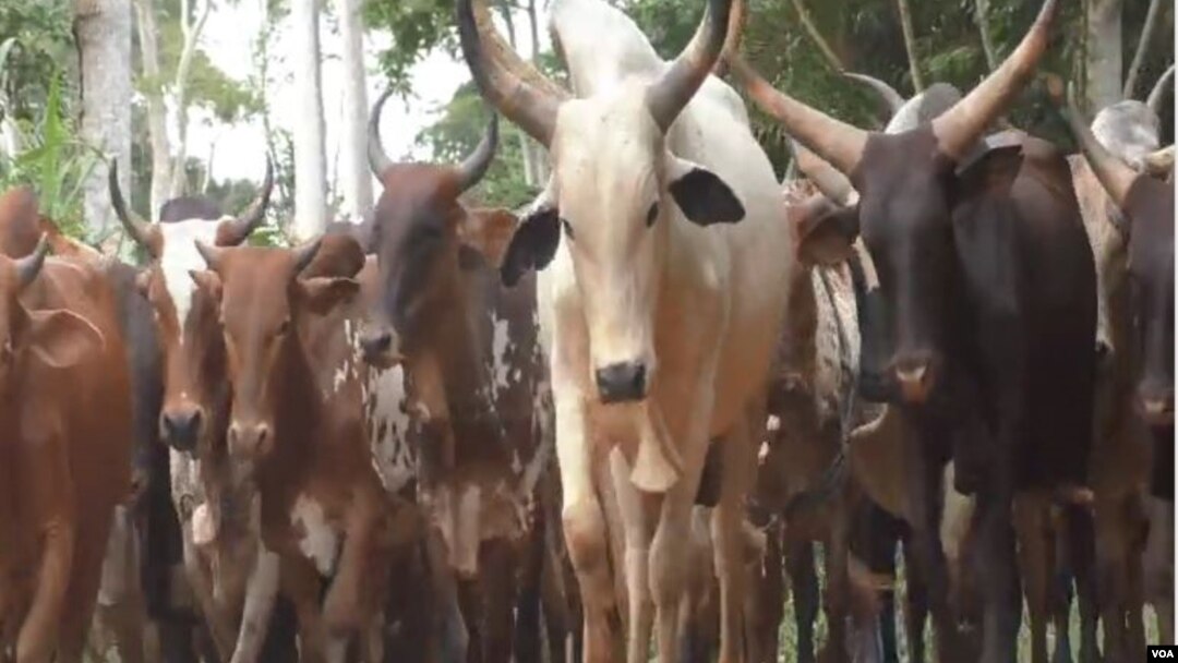 Villagers take cattle out for fear of lion attacks. Ntui, Cameroon, June 4, 2019 (M. Kindzeka for VOA)