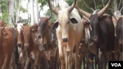 Villagers take cattle out for fear of lion attacks. Ntui, Cameroon, June 4, 2019 (M. Kindzeka for VOA)