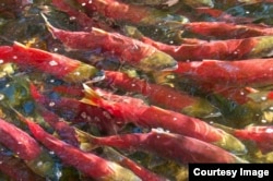 The salmon genome will help other species related to salmon such as rainbow trout and Pacific salmon. (Credit: Genome BC)