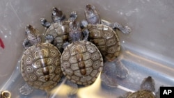 斑纹龟（资料照片）