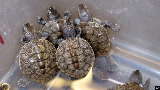斑纹龟（资料照片）