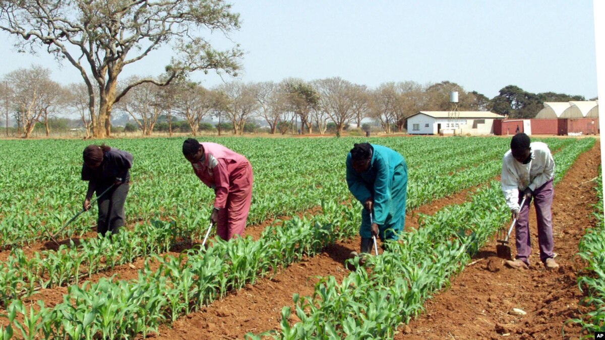 Zambia Tries New Way to Beat Drought Solar Grain Mills