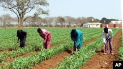 FILE - Farm workers weed a maize field on this farm near Lusaka, Zambia. Taken August 30, 2002