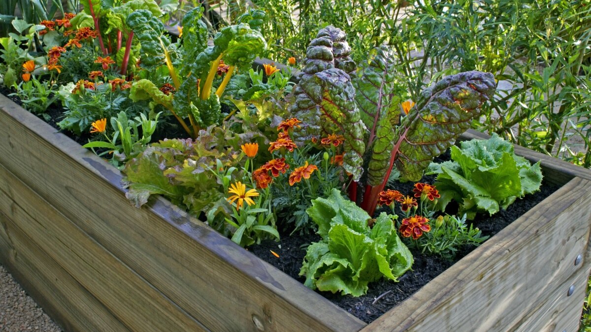 Quiz How to Plant Flowers in a Container