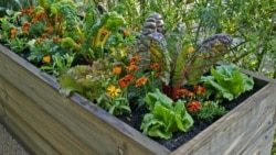 Quiz - How to Plant Flowers in a Container