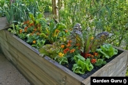 A raised bed of vegetables and flowers in a urban garden