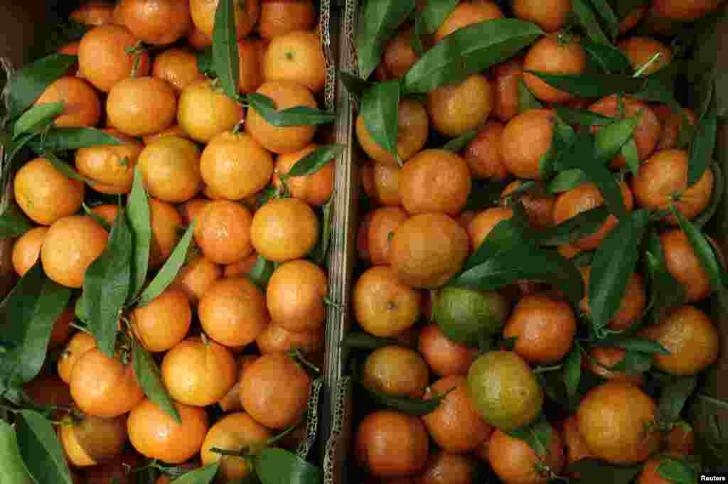 Clementines are displayed at the fruits and vegetables pavilion in the Rungis International Food Market as buyers prepare for the Christmas holiday season in Rungis, south of Paris.