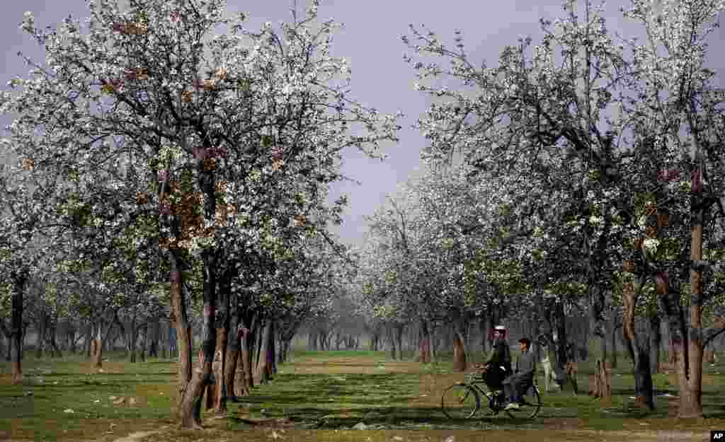 Seorang pria mengendarai sepeda di taman di Peshawar, Pakistan.