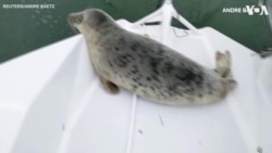 Stowaway Seal Gets a Free Ride in Sailing Regatta 