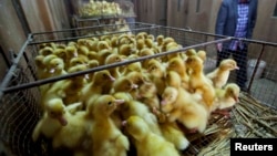 FILE - A farmer walks past baskets of newly hatched ducklings in a hatch room at a poultry egg trading market in Wuzhen town, Tongxiang, Zhejiang province.