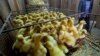 China Investigating New Deadly Bird Flu Strain 