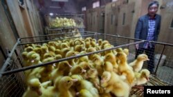 FILE - A farmer walks past baskets of newly hatched ducklings in a hatch room at a poultry egg trading market in Wuzhen town, Tongxiang, Zhejiang province.