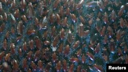 “The enterococci are sort of like the cockroach of bacteria. They're very, very difficult to kill, says Harvard's Michael Gilmore. Pictured are American cockroaches (Periplaneta americana) in Brussels, March 6, 2015. 