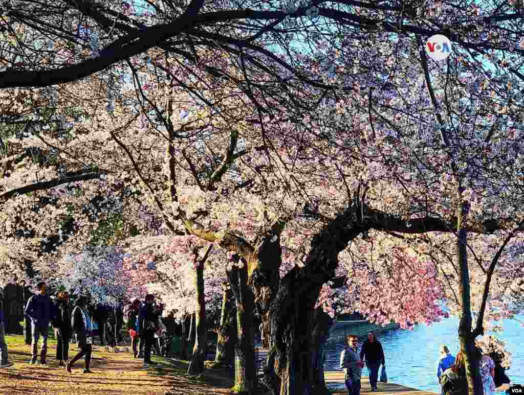 Turistas de varias partes del mundo llegan hasta la laguna del parque West Potomac en Washington para admirar las flores de cerezo.
