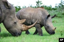 Rhinos graze in the Kariega wildlife reserve. The animal’s horns are much-prized in some parts of Asia, where some people believe the ground horn cures cancer