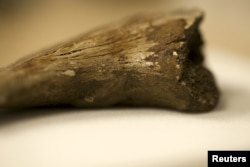 An ungual claw from an indeterminate theropod where the erythrocyte-like structures were found, is pictured in this undated handout photo provided by Laurent Mekul, June 9, 2015
