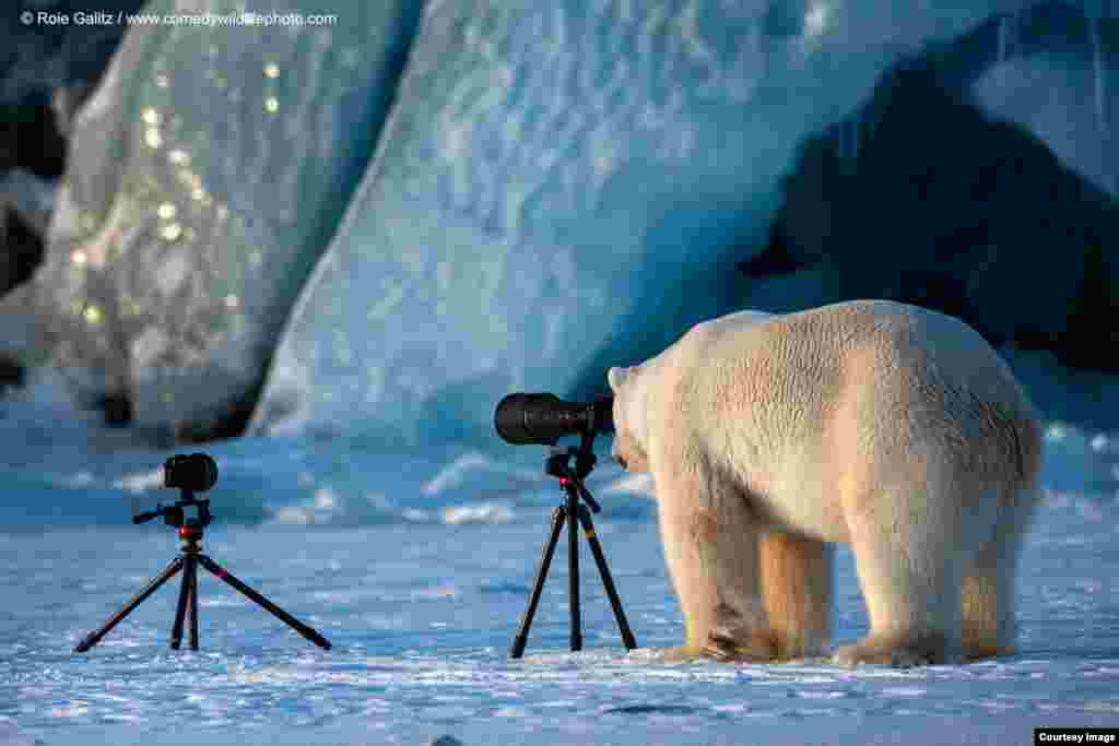 خرس قطبی درنقش عکاس در پشت دوربین عکاسی، از مجموعه عکس&zwnj;های طنز حیات وحش عکاس: رویی گالتز