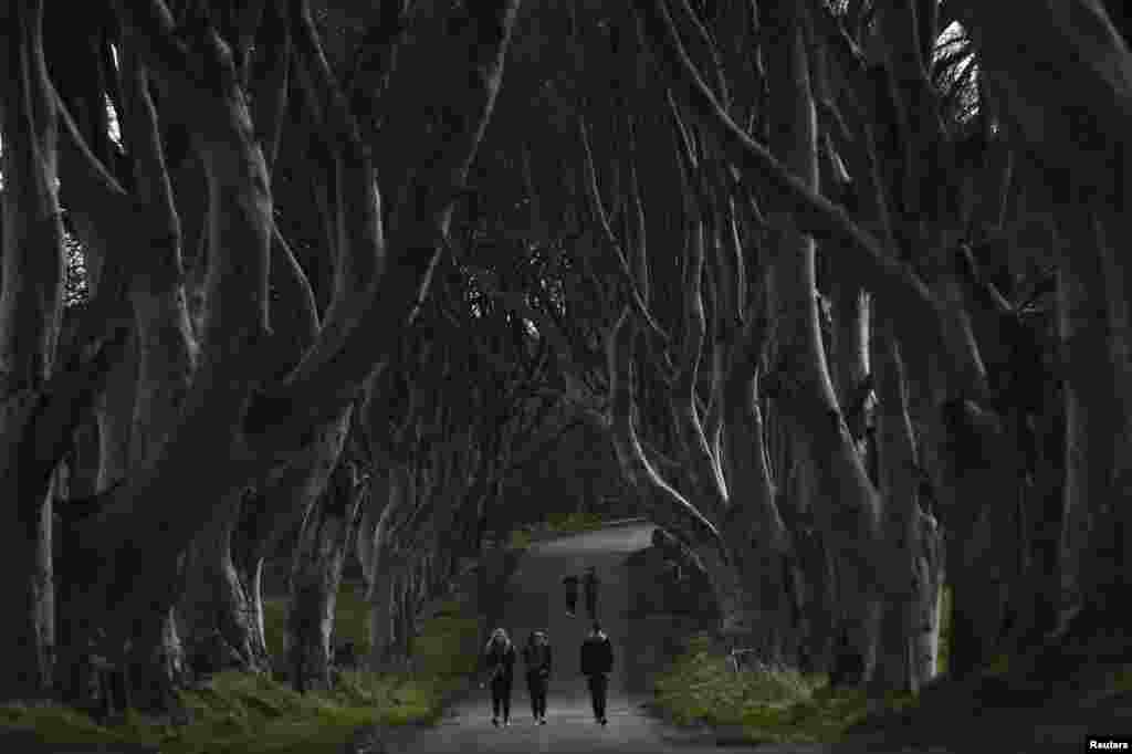 پارک Dark Hedges در شهرک بالمونی در ایرلند شمالی‌.