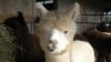 Alpaca Farmer Shears His Way to Success
