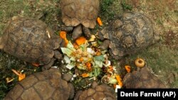 Leopard tortoises gather in a circle to eat fresh vegetables at the Johannesburg Wildlife Veterinary Hospital.