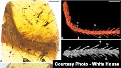 A dinosaur's tail preserved in amber was discovered in Myanmar.