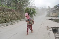 Seorang perempuan membawa rumput untuk memberi makan ternaknya di tengah hujan abu vulkanik dari letusan Gunung Merapi di Dukun, Jawa Tengah, Senin, 16 Agustus 2021. (AP)