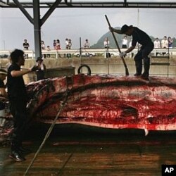 جاپان کی انٹارکٹکا میں وہیل مچھلی کے شکار کی تیاری