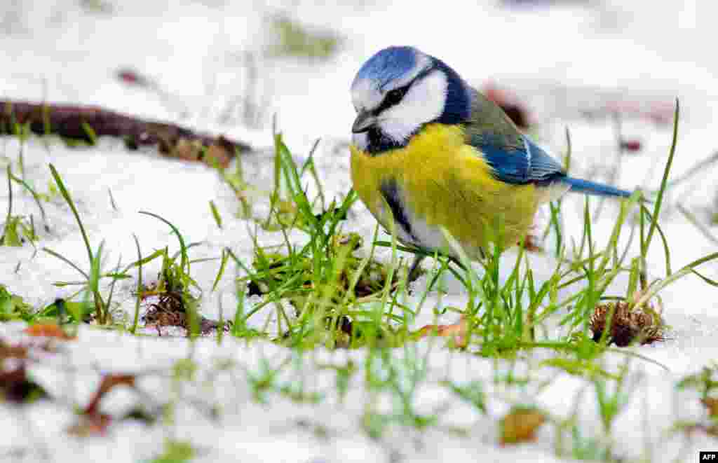 A blue tit searches for food in the snow near Pattensen, central Germany.