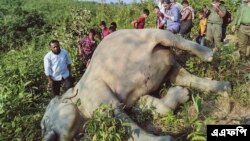 বাংলাদেশ বন বিভাগ প্রকাশিত এই ছবিতে দেখা যাচ্ছে কক্সবাজারে একটি মৃত হাতিকে ঘিরে লোকজনের ভিড়। (ফাইল ফটো- বাংলাদেশ বন বিভাগ/ এএফপি) 