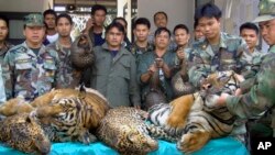FILE - Thai Navy officers and forestry officials display seized dead tigers, leopards and pangolins in That Phanom district of Nakhon Phanom province, northeastern Thailand, Jan. 29, 2008. 