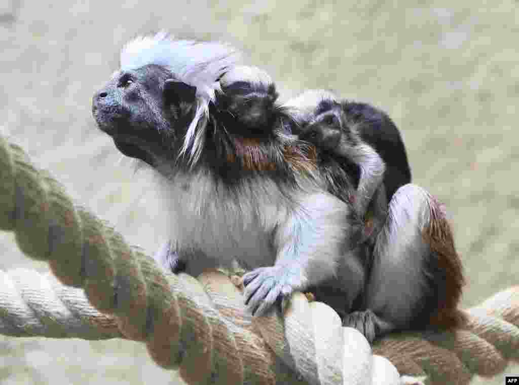 Two cotten top tamarins are carried by their father in their enclosure in Berlin zoo, Germany.