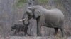 Cyanide Used to Kill 23 Elephants in Zimbabwean Park