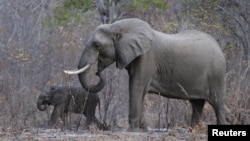 FILE - Elephants graze inside Zimbabwe's Hwange National Park, Aug. 1, 2015.