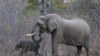 Kenya : Quatre policiers inculpés pour trafic d'ivoire