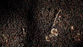Thousands of ants warm themselves under the rays of the sun on the surface of an anthill in a forest on the outskirts of Minsk, Belarus, March 22, 2019, during a spring sunny day.
