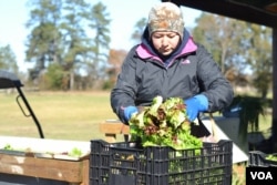 A worker at Garner's Produce cleans greens prior to packing them for delivery. (N. Papadogiannakis/VOA)