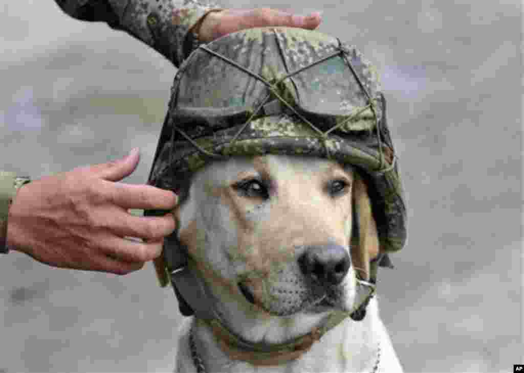 A soldier places his helmet on Timothy, an army explosive sniffer dog, near the site where a car loaded with explosives was control detonated by an army anti-bomb squad in Pradera, southwestern Colombia, Friday Feb. 3, 2012.