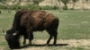 California's Catalina Island Bison Bring Tourists, Concern