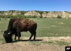 A bison munches grass in Theodore Roosevelt National Park in western North Dakota, May 24, 2017.