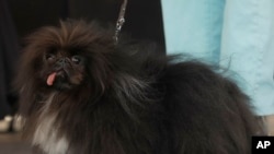 Wild Thang, a Pekingese, stands on stage during the World's Ugliest Dog Contest