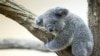 Australia Kembangkan Teknologi Pengenalan Wajah Koala