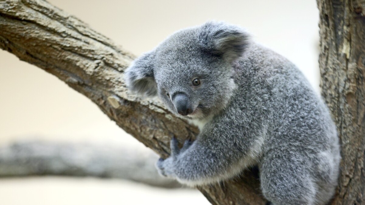 Australia Kembangkan Teknologi Pengenalan Wajah Koala